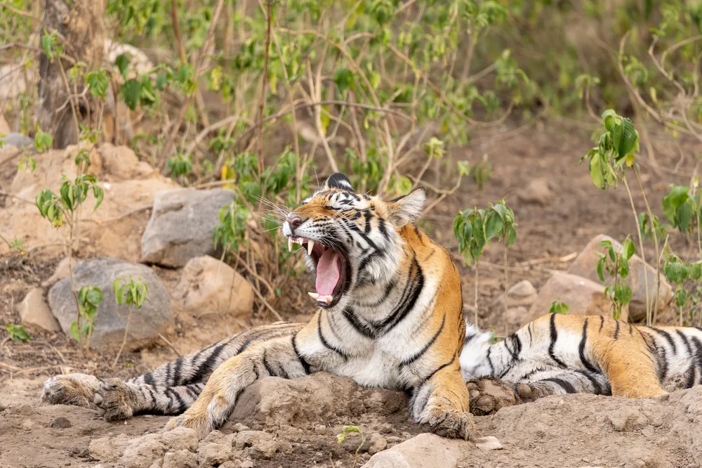 Wild Enthusiast Sariska Safari