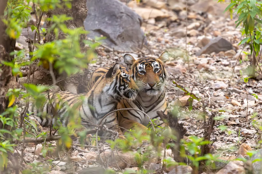 Best Time to Visit Sariska National Park