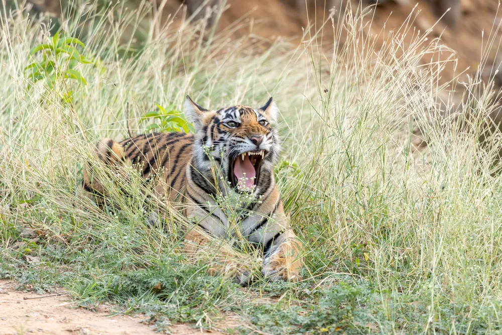 Wildlife in Sariska National Park