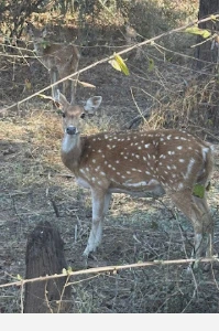 Spotted deer photo shared by traveler Richa Ghosh