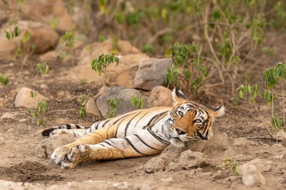 Wild Enthusiast Sariska Safari