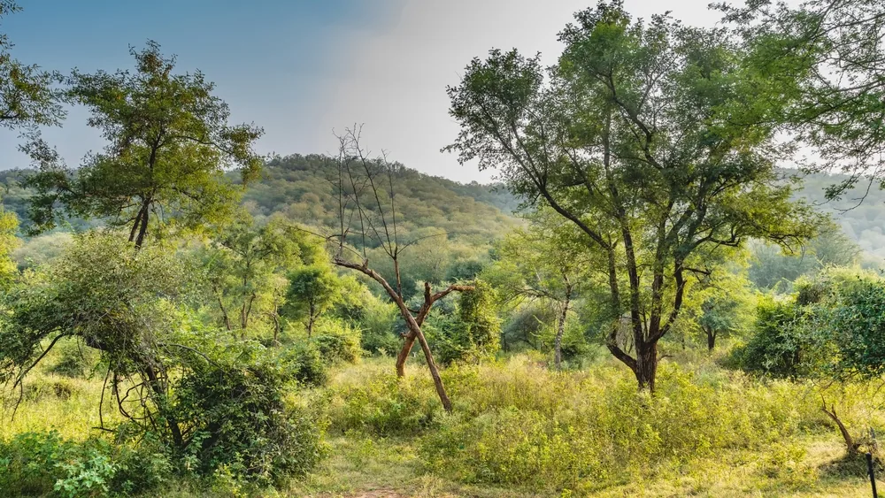 Dhok tree in Sariska National Park