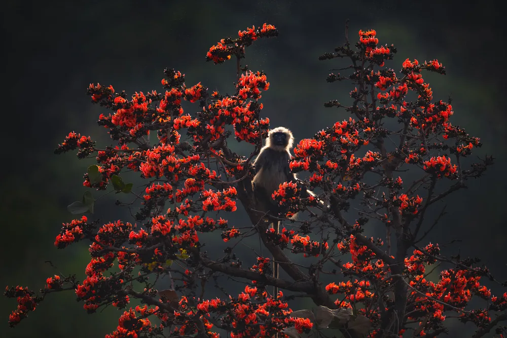 Flame of the Forest in Sariska National Park
