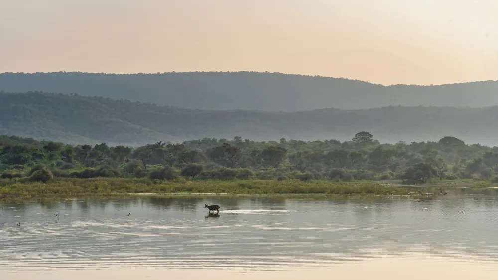 Flora in Sariska National Park — Dhok and Khair trees across Aravalli hills