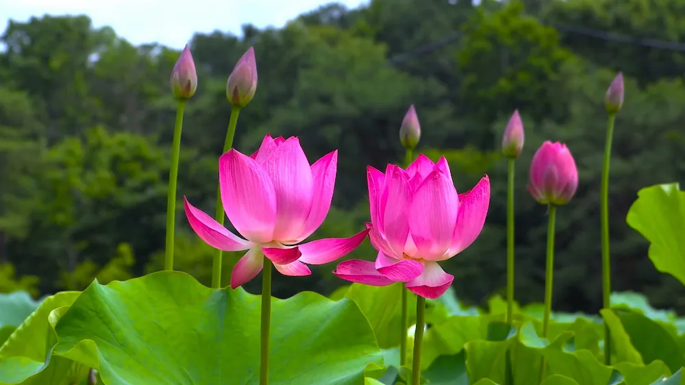 Water plants in Sariska National Park