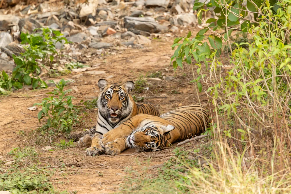 Scenic travel route to Sariska National Park in Alwar, Rajasthan