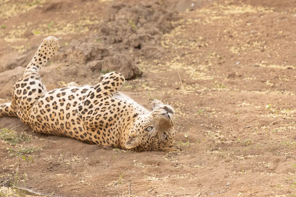 Jhalana Leopard Safari