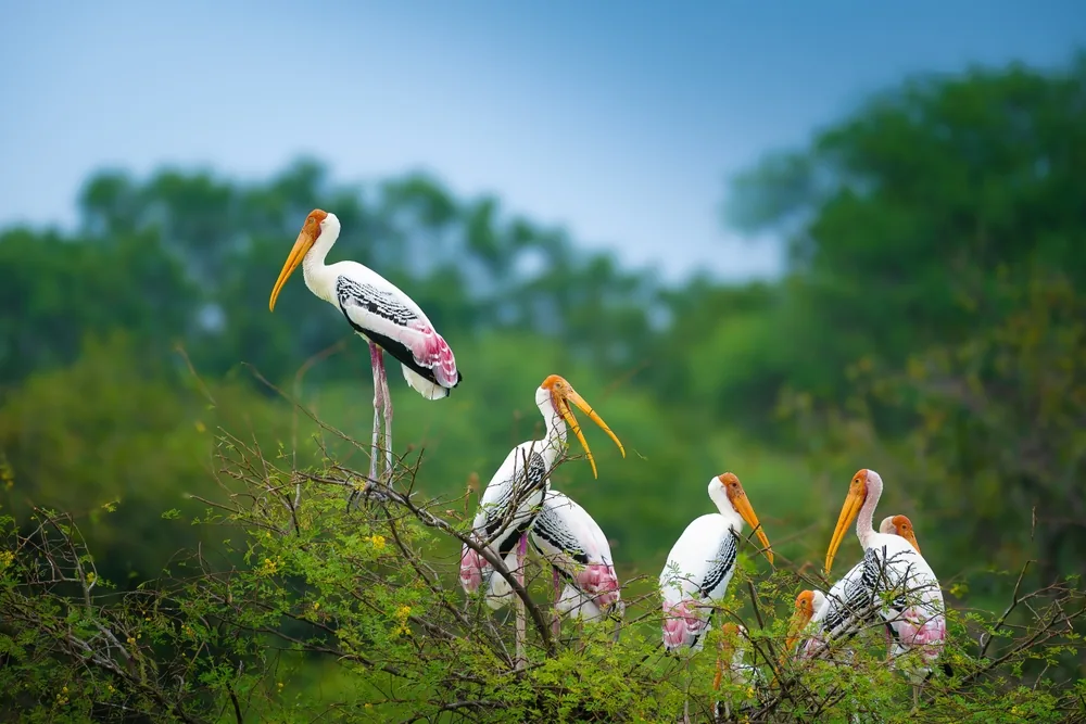 Keoladeo National Park