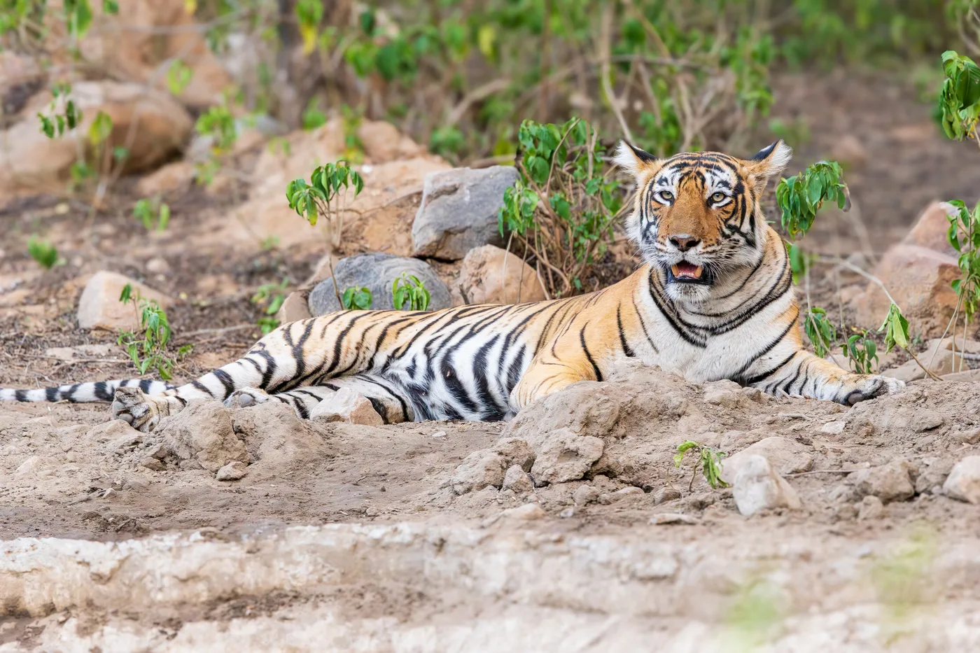 Sariska Tiger Reserve Safari Package Planning