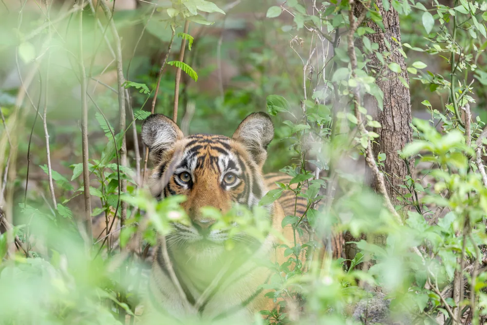 Sariska Safari Booking