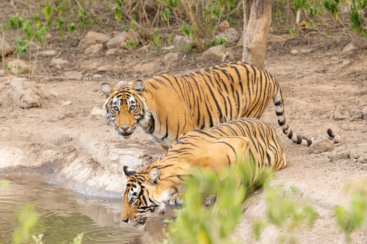 Sariska Tiger Reserve Safari Support