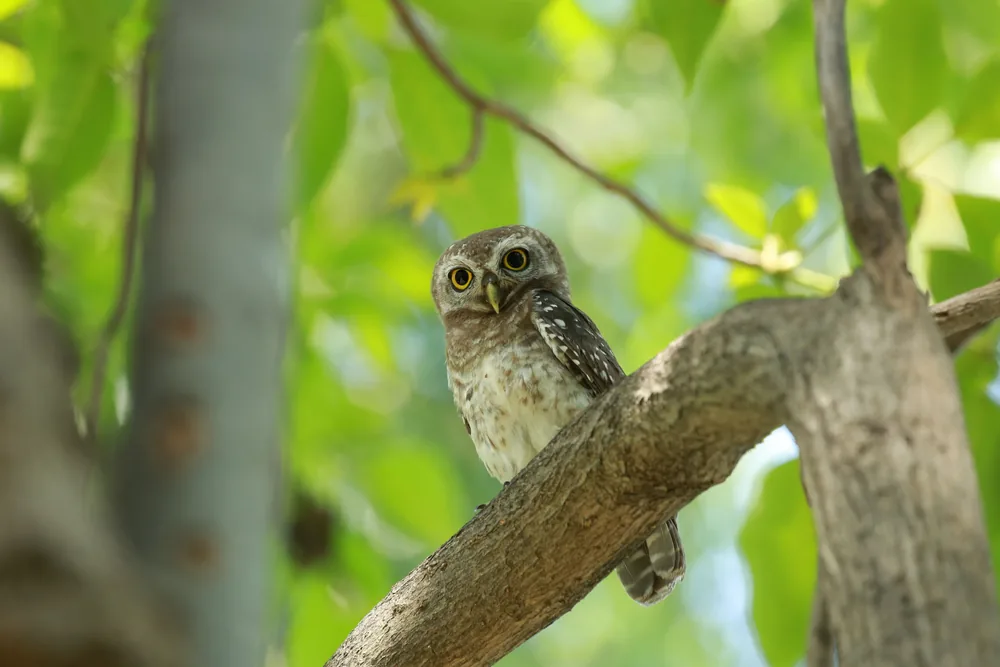 Bird Watching