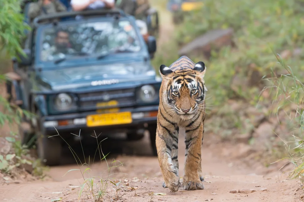 Jeep Safari