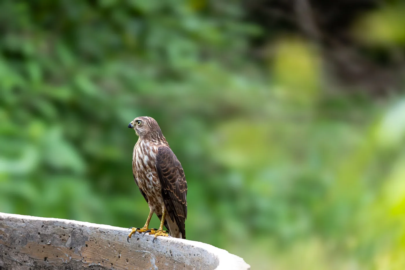 Birds in Sariska National Park
