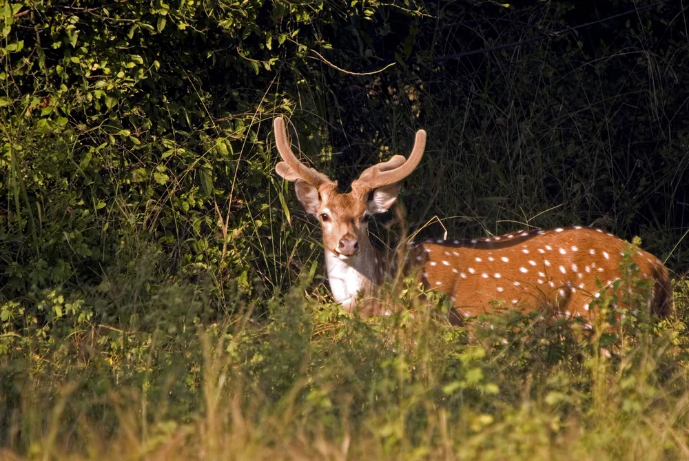 Graceful Herbivores