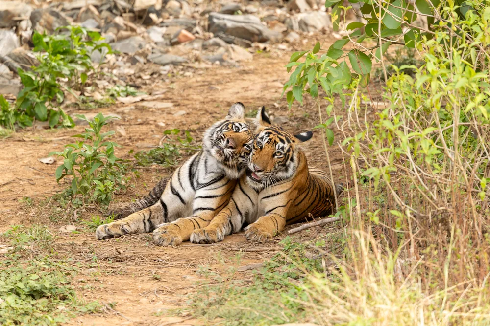 Wildlife in Sariska National Park